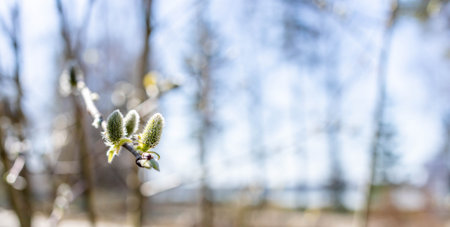 Close-up of spring buds emerging on a branch, illuminated by soft sunlight, with a blurred background of trees, creating a serene atmosphere of renewal and growthの写真素材