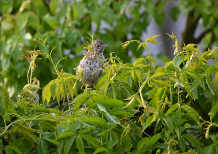 Mistle Thrush Turdus viscivorus a species of bird singing thrushes family