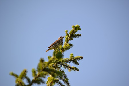 The average songbirdの写真素材