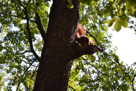 squirrelの写真素材