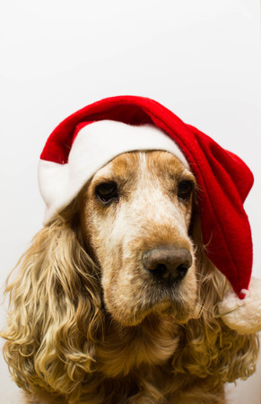 Dog in Santa Claus hat petsの写真素材