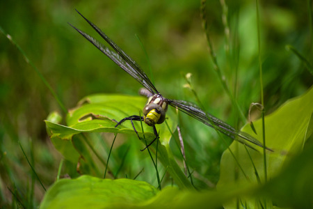 dragonfly on the green leafの写真素材