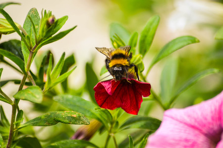 Bumblebee on a pink flowerの写真素材