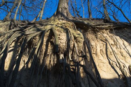 Trees in the gorge