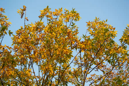 Golden Polish autumn