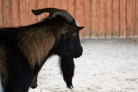 Miniature goat - Europeの写真素材