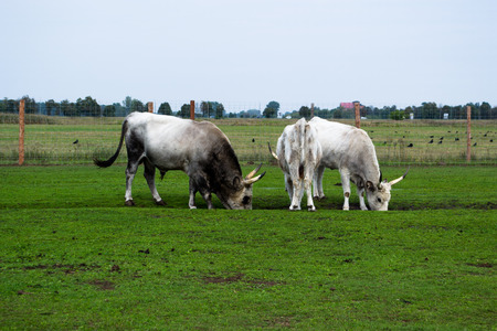 Hungarian steppe cattleの写真素材