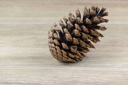 Pine cone - ripe fruit