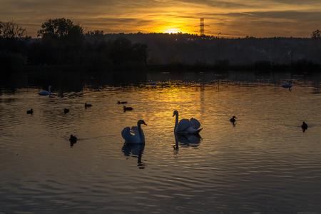 Swans lit by the setting sunの写真素材