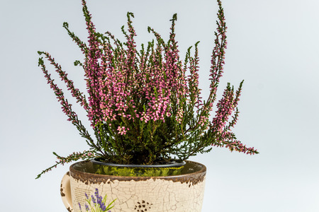 Lilac thyme while flowering in a flower pot.の写真素材
