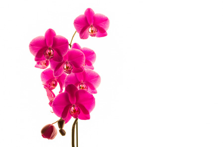 Orchid flower on a white backgroundの写真素材