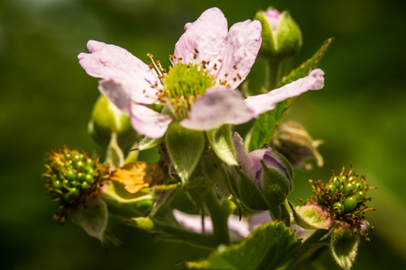 Spring flowers in the garden and on the meadowの写真素材