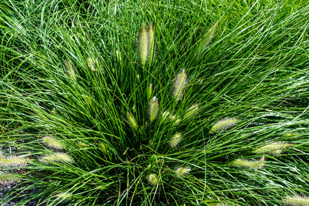 A natural background for further graphic designsの写真素材