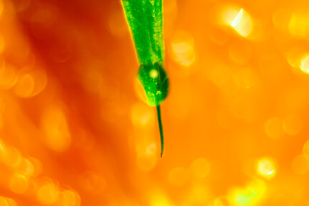 A drop of water on a leafの写真素材