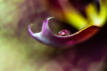 A drop of water on the flower.の写真素材