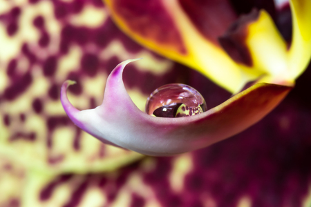 A drop of water on the flower.の写真素材
