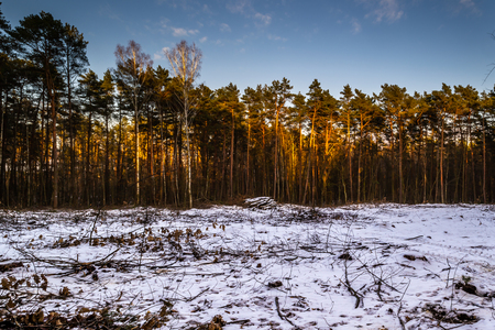 Winter in a pine forest.の写真素材