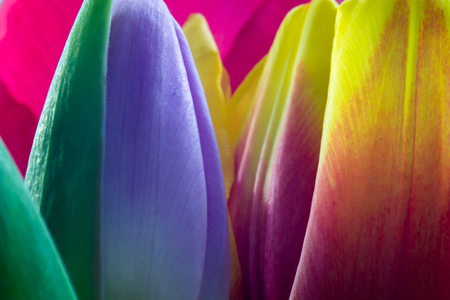 Spring colors of tulip flowersの写真素材