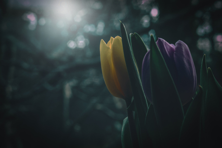 Spring colors of tulip flowersの写真素材