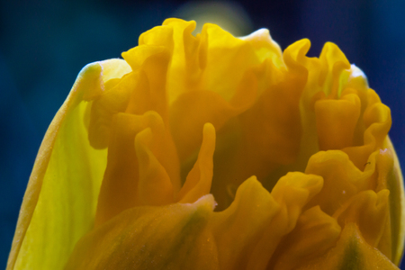 Backgrounds with colorful blooming daffodilsの写真素材