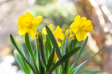 Backgrounds with colorful blooming daffodilsの写真素材