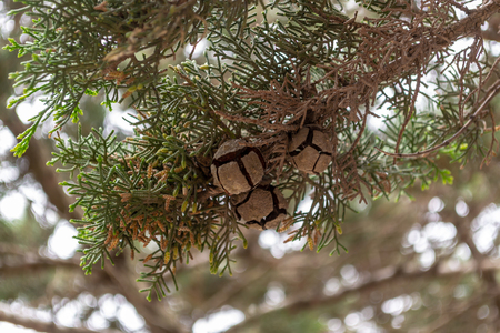 Interesting plants found in Malta, an island in the Mediterranean.の写真素材