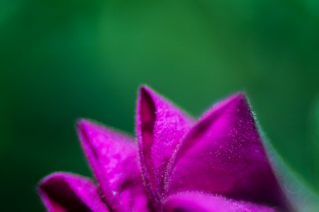 Spring flowers as a graphic backgroundの写真素材