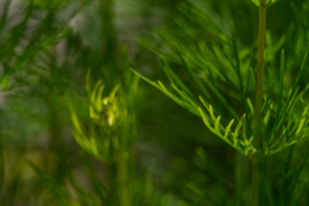 Natural background depicting flowers in macro photography