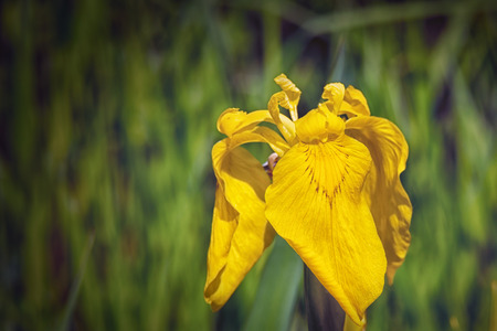 Natural background depicting flowers in macro photographyの写真素材