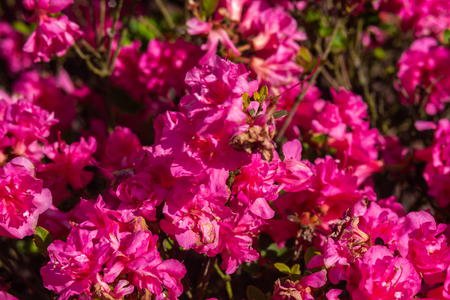 Natural background depicting flowers in macro photographyの写真素材