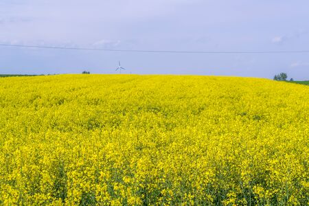 Spring field with a blossoming rape