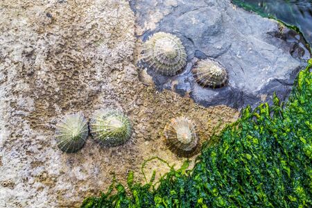 Wales - wild cliffs and rocky shores on the coast at sunset.の写真素材