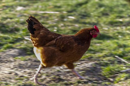 Rooster and chickens in the yard of a Polish farm.の写真素材