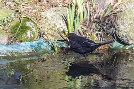 Blackbird, Common Blackbird - a species of medium-sized migratory bird of the thrush family.の写真素材