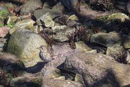 Thrush singer, singer - a species of medium-sized bird from the thrush family, inhabiting Eurasia.