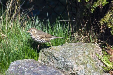 Thrush singer, singer - a species of medium-sized bird from the thrush family, inhabiting Eurasia.の写真素材