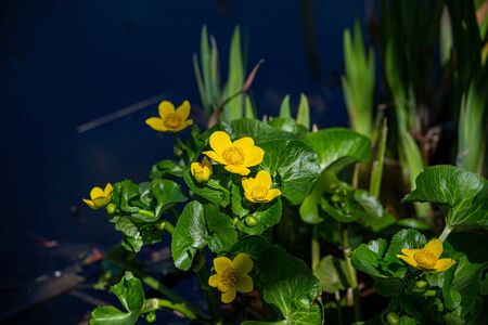 Buttercup - a species of herbaceous plant belonging to the glaucoma family.の写真素材