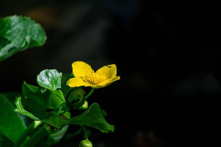 Buttercup - a species of herbaceous plant belonging to the glaucoma family.の写真素材