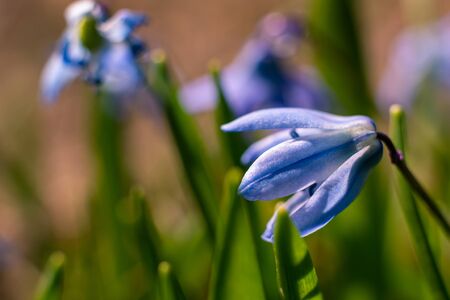 Siberian squill - a species of perennial belonging to the asparagus family
