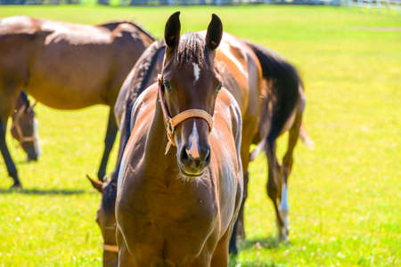 The horses running on the paddock.の写真素材