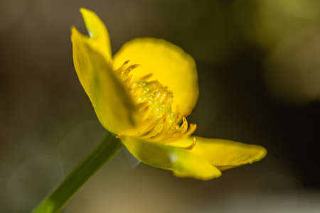 Marigold, Kingcup in macro photography.