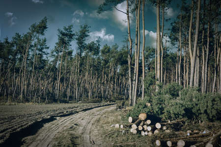 Autumn in a mixed forest, Poland.