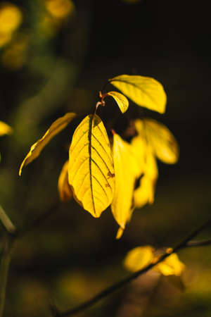 Autumn in the forest, colorful details of nature.の写真素材