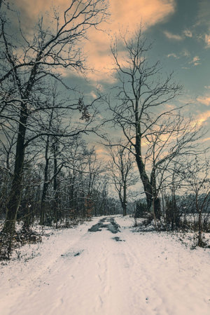 Snow covered fields and meadows.の写真素材