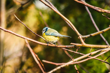 Blue tit, also known as common tit, is a bird from the tit family.の写真素材