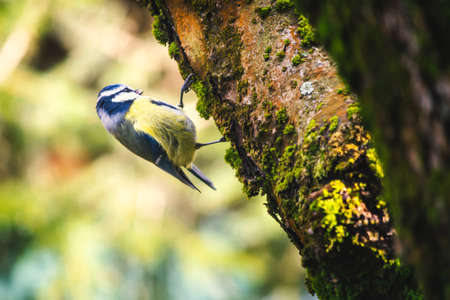 Blue tit, also known as common tit, is a bird from the tit family.の写真素材