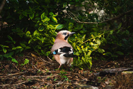 Eurasian jay - a bird of the crow family.の写真素材