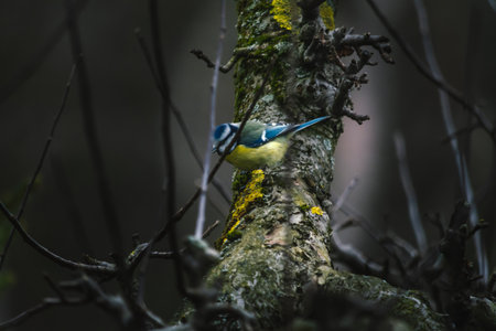 Blue tit, a bird common in Poland.