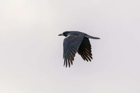 Rook - a species of medium-sized synanthropic bird from the crow family, inhabiting Eurasia.