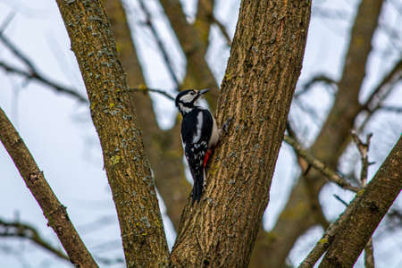Great spotted woodpecker, greater spotted woodpecker - a species of medium-sized bird from the woodpecker family.の写真素材